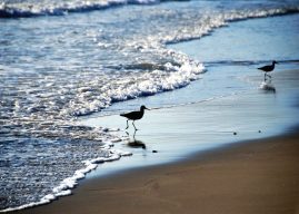 Willets in the surf, Santa Barbara, California