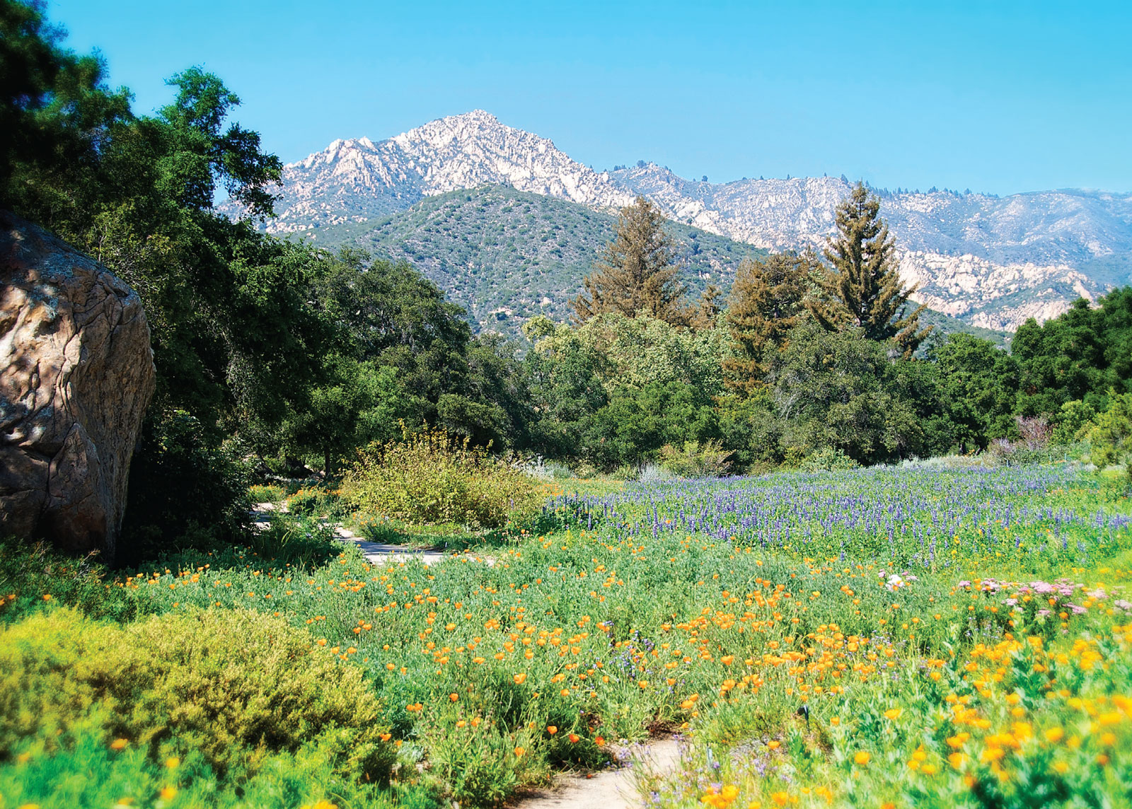 The Meadow at The Santa Barbara Botanic Garden