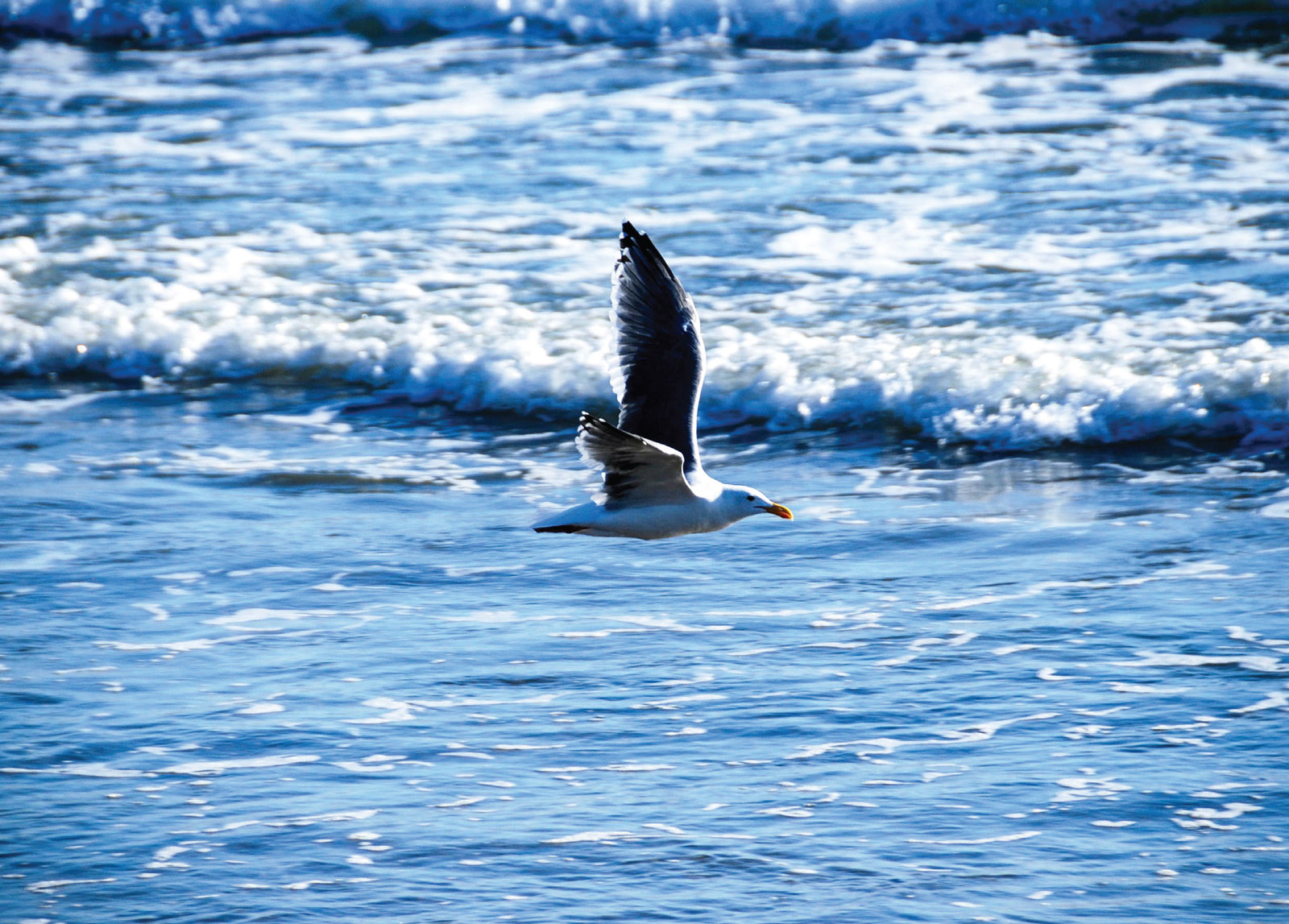 Seagull cruising the beach, Santa Barbara, California