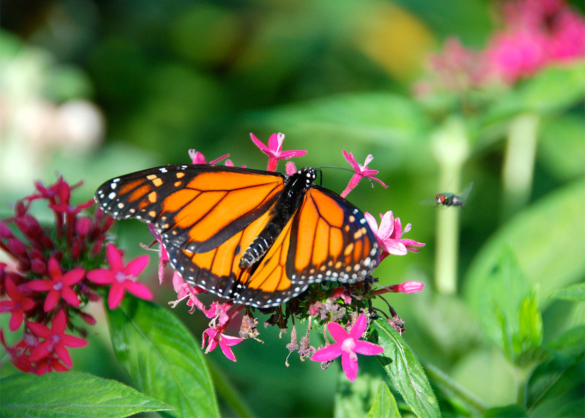 Monarch Butterfly at the Butterflies Alive! Exhibit - Greeting Card