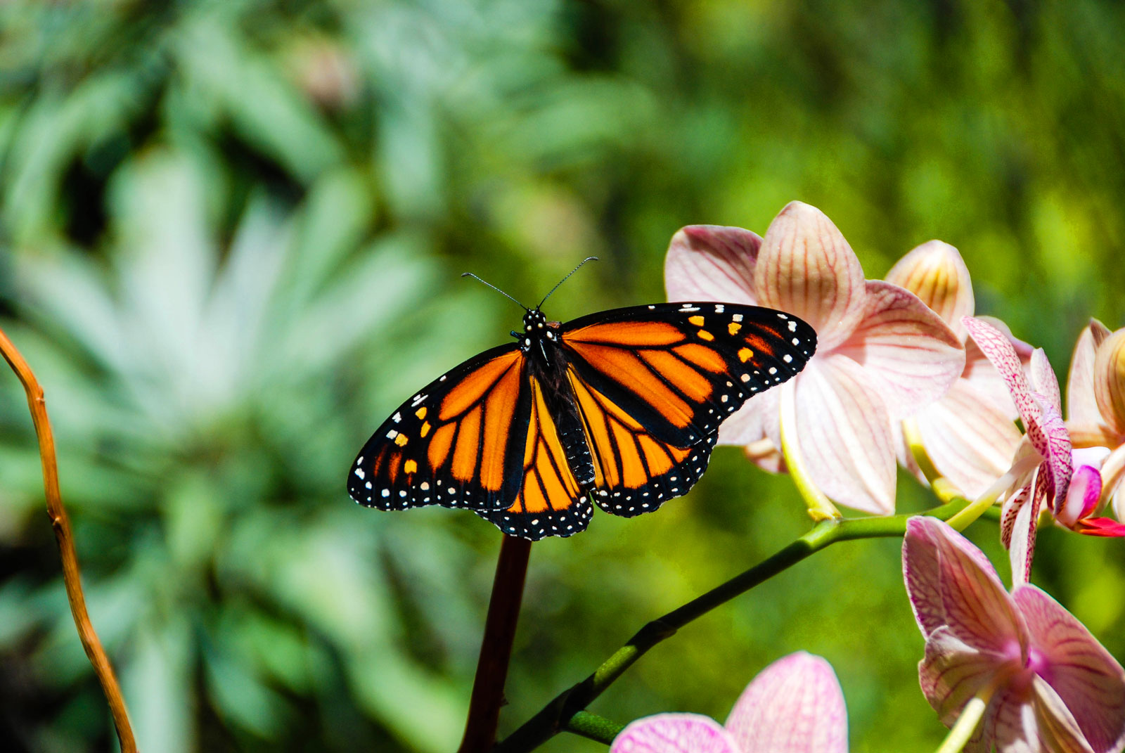 Monarch Butterfly on a Phalaenopsis Orchid