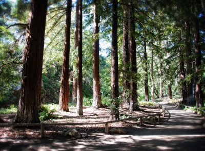 The Redwood Grove at Santa Barbara Botanic Gardens postcard