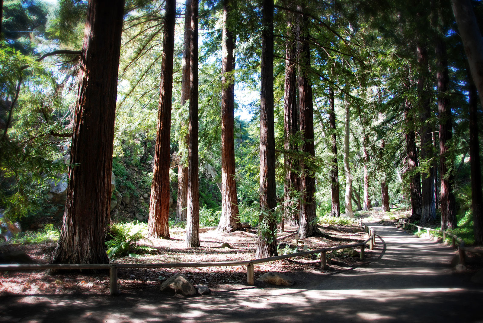 The Redwood Grove at Santa Barbara Botanic Gardens postcard