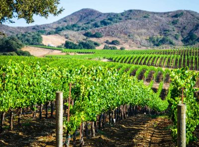 Vineyard in Santa Barbara County