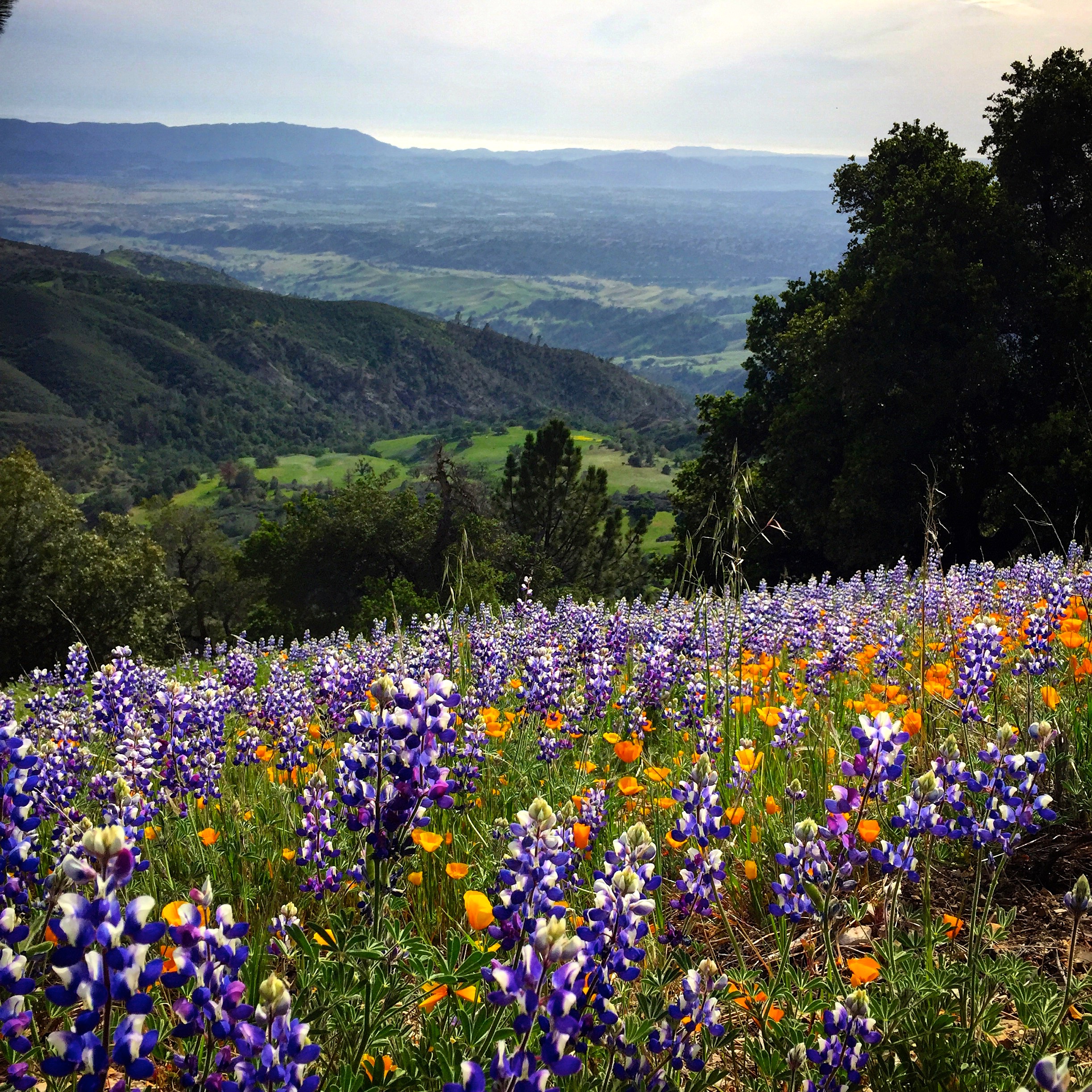 Figueroa Mountain wildflowers