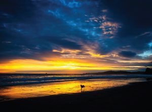 Dog in the surf, Butterfly Beach, Santa Barbara Greeting Cards