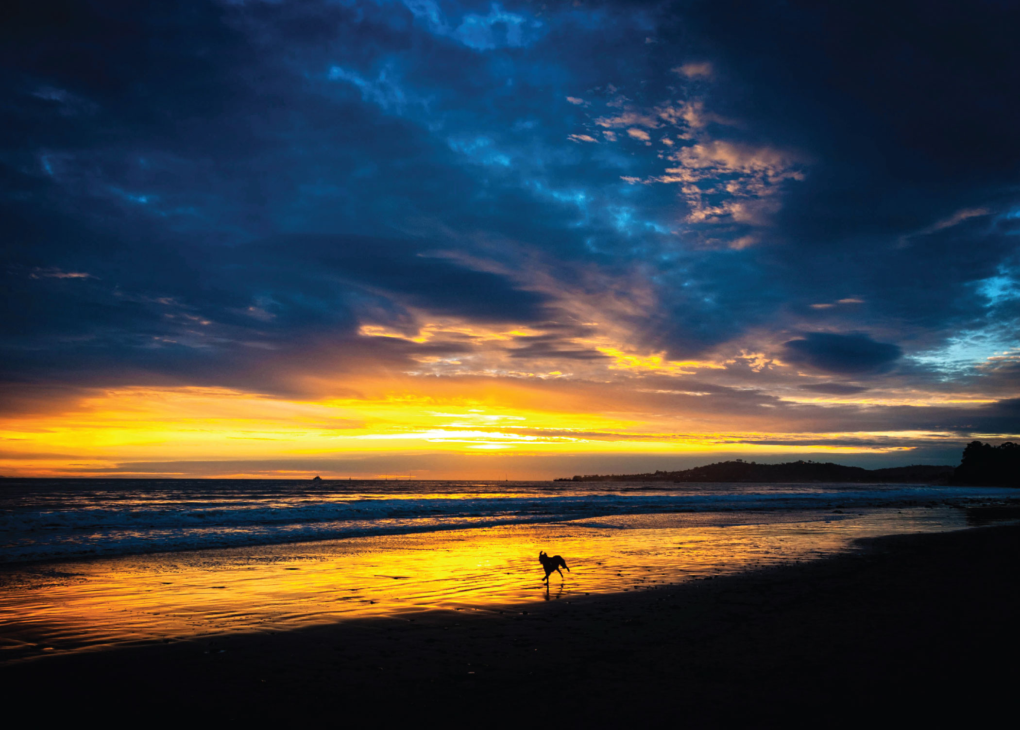 Dog in the surf, Butterfly Beach, Santa Barbara Greeting Cards