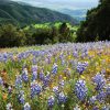 Wildflowers on Figueroa Mountain, Santa Ynez Valley, Santa Barbara Greeting Cards