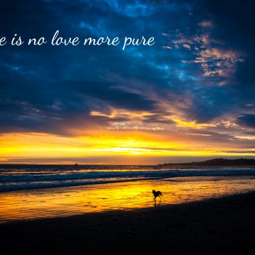 Butterfly Beach Sympathy Card-No Love More Pure