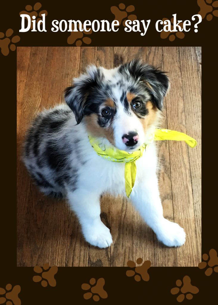 Australian best sale shepherd cake