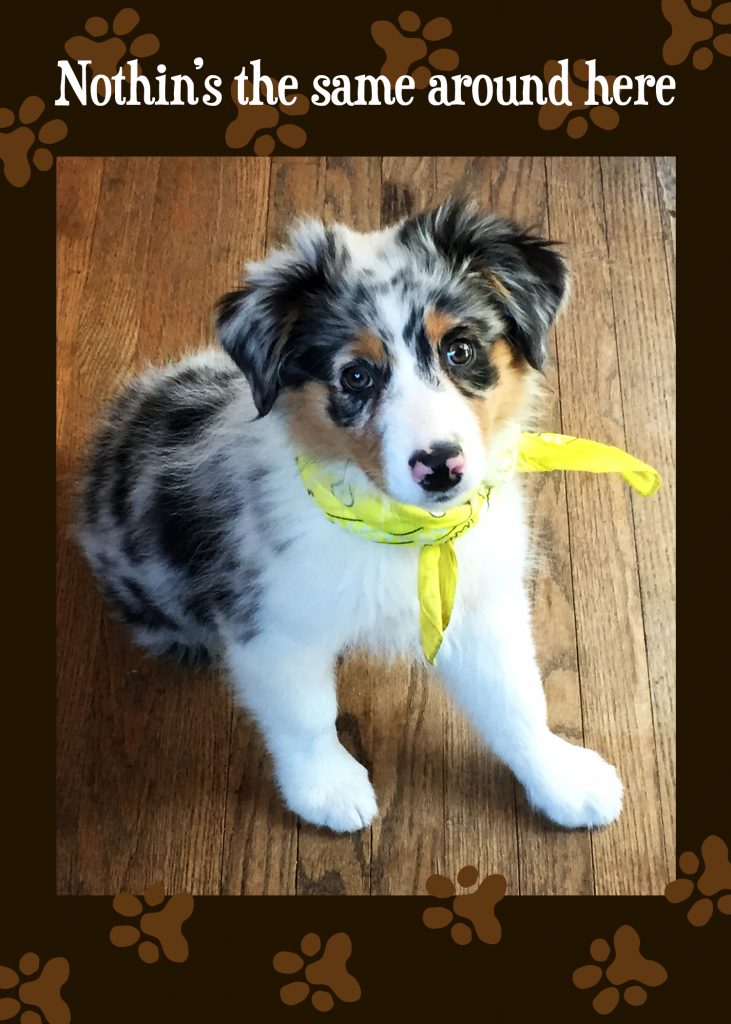 Get Well Card - Feel Better - Australian Shepherd Puppy - Santa Barbara ...