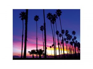 Palm Tree Sunset Notecard by Santa Barbara Greeting Cards