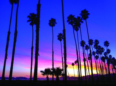 Palm Tree Sunset in Santa Barbara