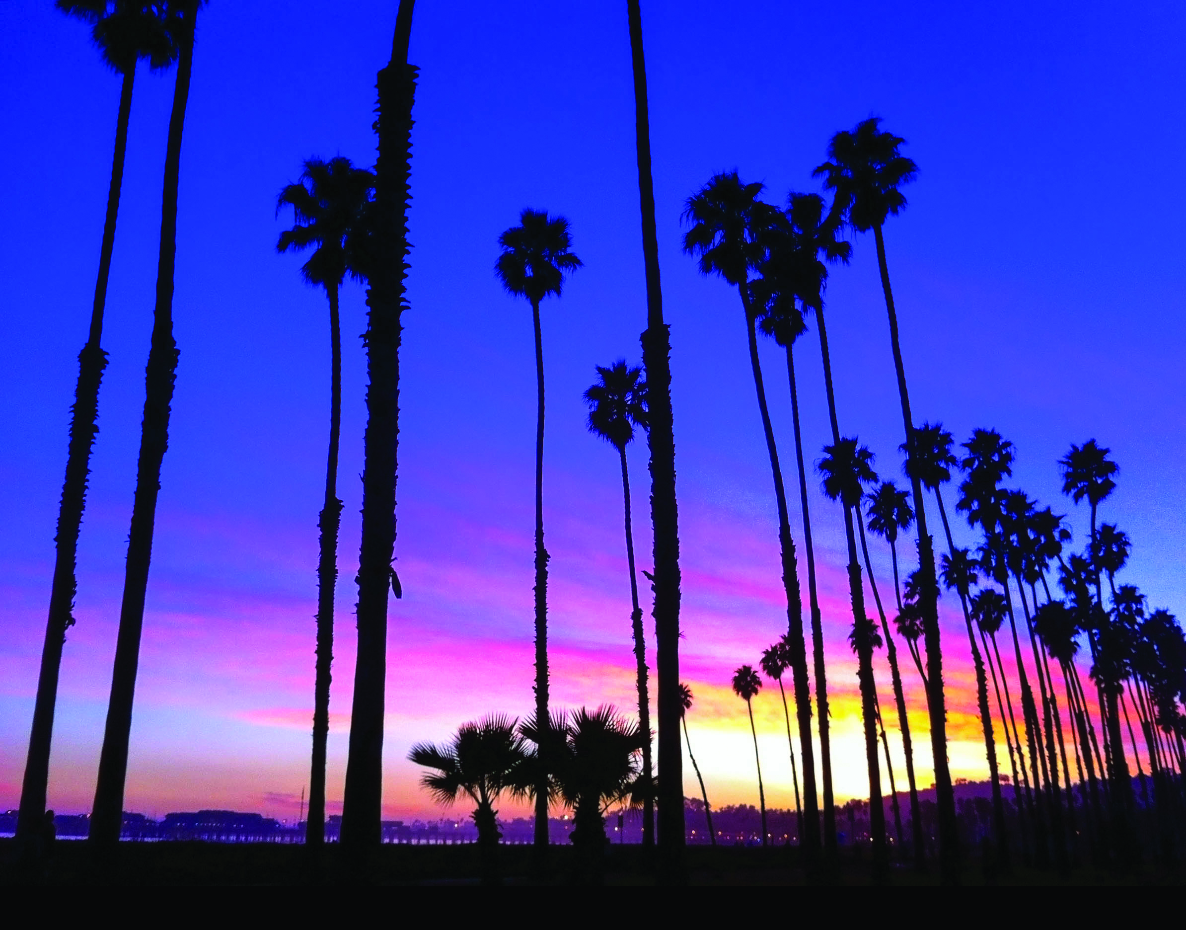 Palm Tree Sunset in Santa Barbara